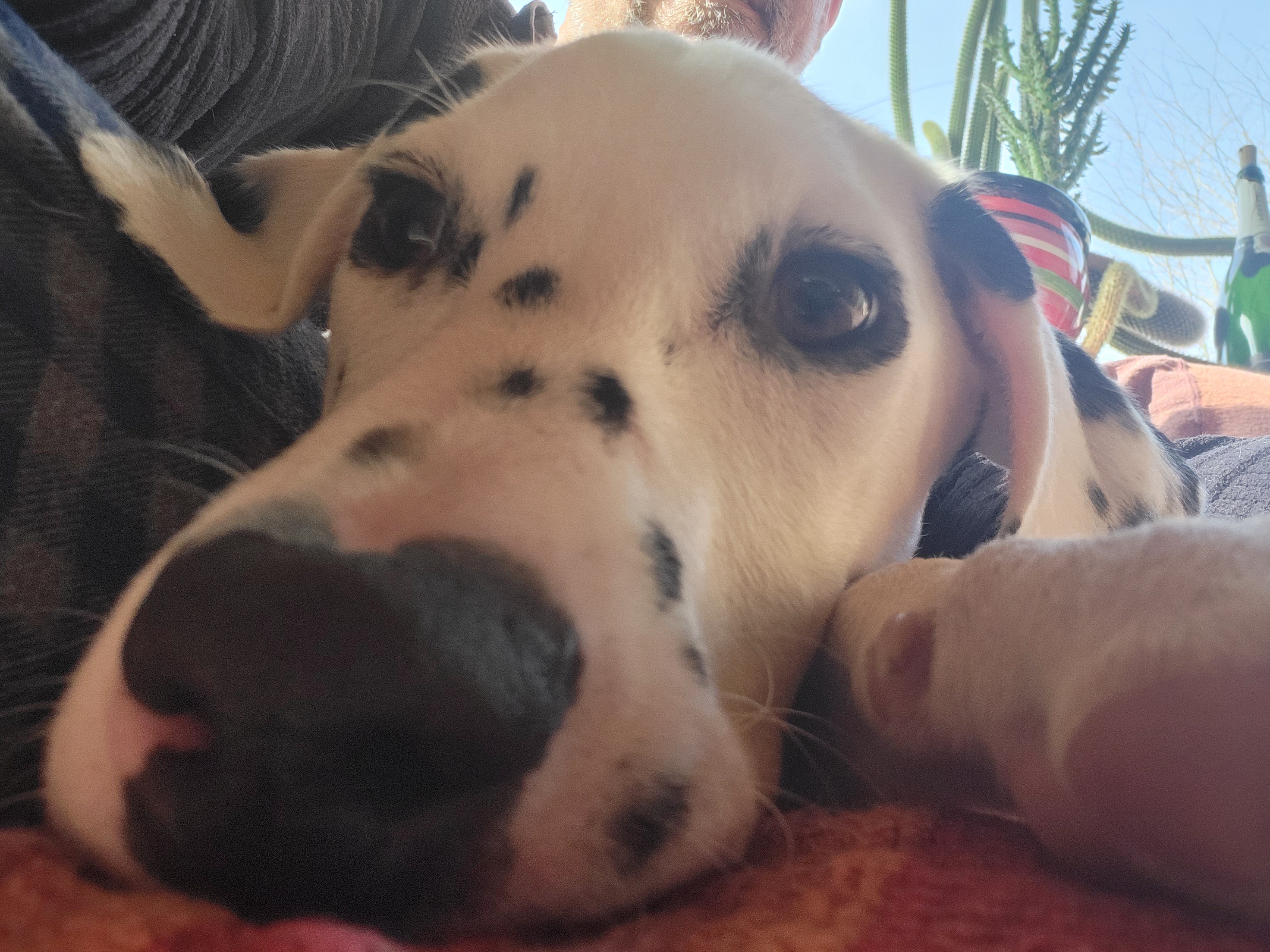 Caos il dalmata 1