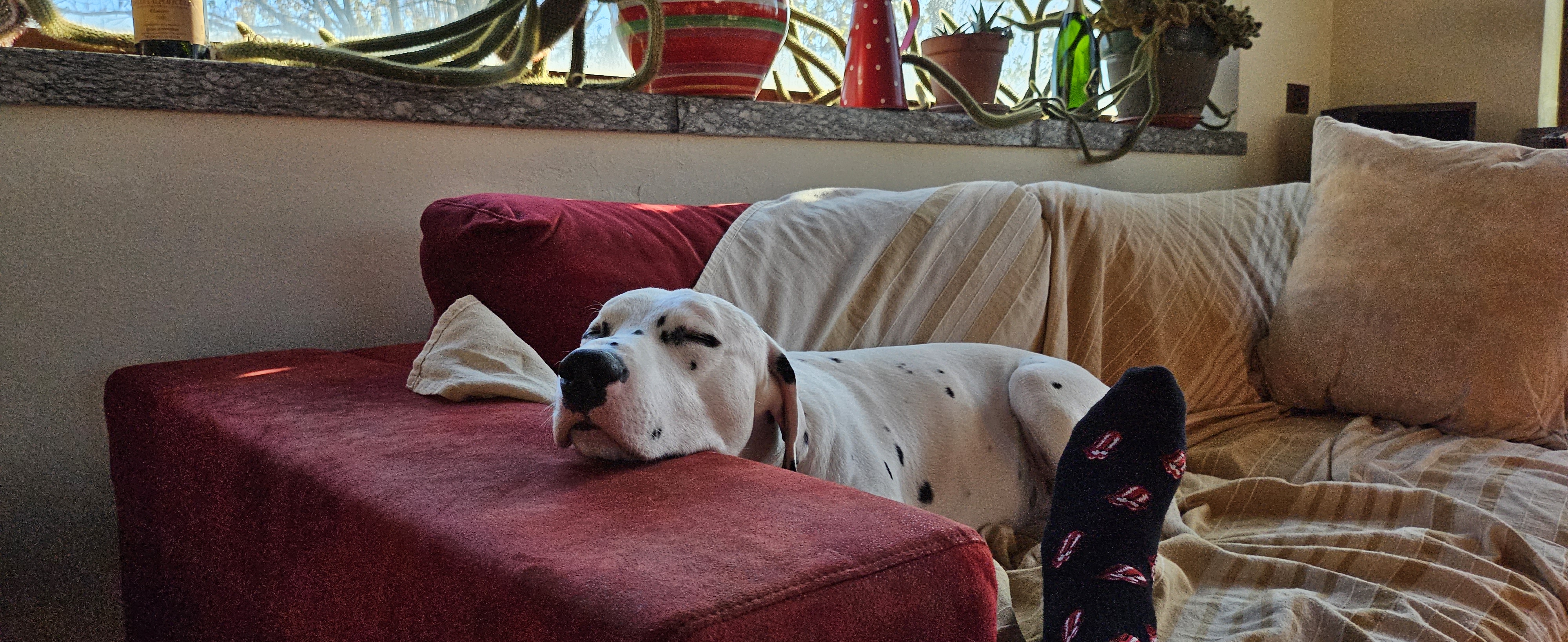 Caos il dalmata 2